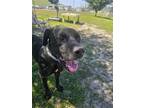 Adopt RAMBO a Great Dane, Mixed Breed