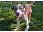 Adopt TYSON a Pit Bull Terrier