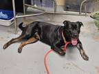 Adopt PUMPERKNICKLE a Rottweiler, Mixed Breed