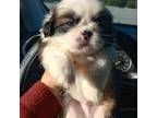 Shih-Poo Puppy for sale in Myrtle Beach, SC, USA