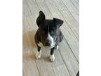 Adopt Z COURTESY POST Hope a Pit Bull Terrier