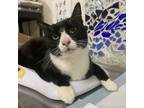 Adopt OTIS a Domestic Short Hair