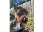 Adopt RANGER RUFUS a Pit Bull Terrier, Mixed Breed