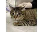 Adopt BO a Domestic Short Hair