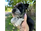 Schnauzer (Miniature) Puppy for sale in Atoka, OK, USA
