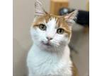 Adopt Bronco a Domestic Short Hair