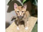 Adopt Billy the Kid a Domestic Short Hair