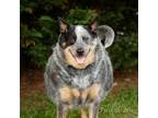 Adopt Snowball 20487 a Australian Cattle Dog / Blue Heeler, Mixed Breed