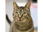 Adopt Teddy a Domestic Short Hair