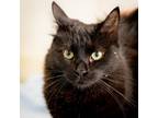 Adopt Ninja a Domestic Long Hair