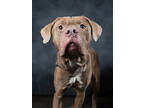 Adopt Buddy a Pit Bull Terrier, Mixed Breed