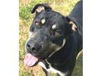 Adopt Goofy a Shepherd, Great Dane