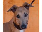 Adopt Timmy Tummy Turn a Greyhound