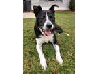 Adopt Oreo a Border Collie