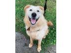 Adopt Mr. Foster *URGENT FOSTER needed too! a Great Pyrenees, Retriever