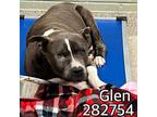 Adopt GLEN a Mixed Breed