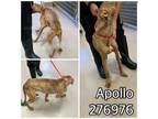 Adopt APOLLO a Pit Bull Terrier, Mixed Breed