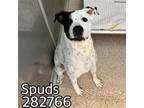 Adopt SPUDS a Mixed Breed