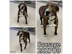 Adopt SAUSAGE a Mixed Breed