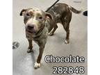 Adopt CHOCOLATE a Catahoula Leopard Dog, Mixed Breed
