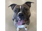 Adopt Jethro a Pit Bull Terrier