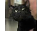 Adopt Woods a Domestic Short Hair