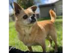 Adopt Charles a Pekingese, Mixed Breed