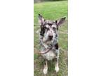 Adopt Jagger a German Shepherd Dog, Australian Shepherd