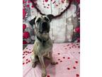 Adopt Emmett a Anatolian Shepherd, Pit Bull Terrier