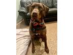 Adopt Charlie Brown a Labrador Retriever, Weimaraner