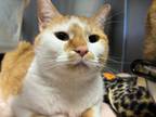 Adopt Krilly a Domestic Short Hair