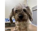 Adopt A757692 a Yorkshire Terrier, Mixed Breed