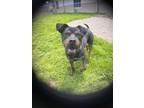 Adopt GALLOWAY a Rottweiler