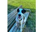 Adopt CALLAWAY a English Pointer, Mixed Breed