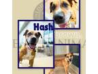 Adopt HASHBROWN a Pit Bull Terrier