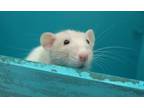 Adopt Creme (BONDED W COOKIE & OREO) a Rat