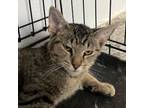 Adopt Nate a Domestic Short Hair