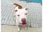 Adopt Piglet a Pit Bull Terrier, Mixed Breed