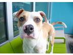 Adopt Flea a Pit Bull Terrier, Mixed Breed