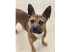 Adopt Rocky (Underdog) a German Shepherd Dog, Mixed Breed