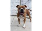 Adopt Jhase (Underdog) a Mixed Breed