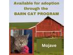 Adopt MOHAVE a Domestic Short Hair