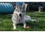 Adopt CUDI a Siberian Husky, Mixed Breed