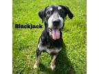 Adopt Blackjack 240239 a Black Mouth Cur, Mixed Breed