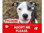 Adopt TYCOON a Pit Bull Terrier
