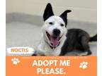 Adopt NOCTIS a Pit Bull Terrier, Siberian Husky