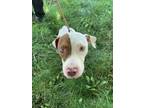 Adopt WILBUR a Pit Bull Terrier, Mixed Breed