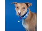 Adopt SPLASH a Labrador Retriever, Mixed Breed