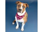 Adopt CYPRESS a Pit Bull Terrier, Mixed Breed
