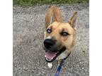 Adopt Bandit a Shepherd, Mixed Breed